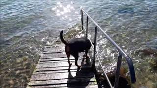 Lola am Hundestrand in Travemünde