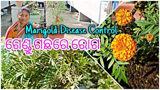 ଗେଣ୍ଡୁ ଗଛରେ ରୋଗ || Marigold disease control || terrace garden || odia ||ବୋଉଙ୍କ ବଗିଚା