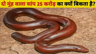 दो मुंह वाला सांप 25 करोड़ का क्यों बिकता है? | Do Muh Wala Saap | Sand Boa Snake