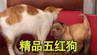 中华田园犬，精品五红狗，这俩太逗了#狗狗 #中华田园犬