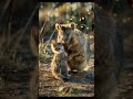 a quokka saves a lonely kitten in deep woods animals cute wildlife cuteanimals