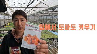 토마토 키우기 토마토 발아시키기 growing tomatoes from seed