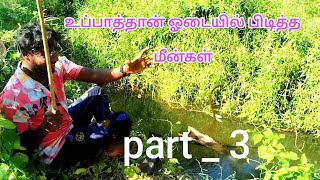 உப்பாத்தான் ஓடையில் பிடித்த மீன்கள் 🎣  part _ 3 #fishing #fish #thamilan #viralvideo