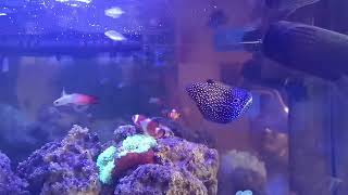 Betta Marine eating seaweed extreme (pellets)