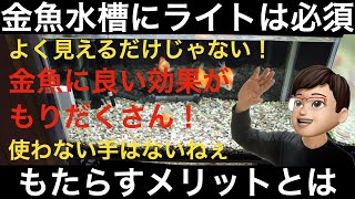 金魚水槽にはライト（照明）が必要！もらたらす効果、メリットとは？（金魚水槽には必須です！）