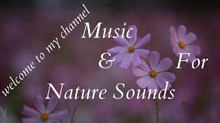 CURATIVE EFFECT CHANNEL , MUSIC \u0026 NATURE SOUNDS FOR RELAXATION , MEDITATION \u0026 SLEEP