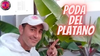 Poda De Saneamiento En El Plátano // Deshoje O Poda Correcta Para El Saneamiento Del Plátano 🌱🌱