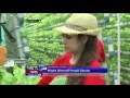 Wisata Kebun Hidroponik di Palembang - NET5