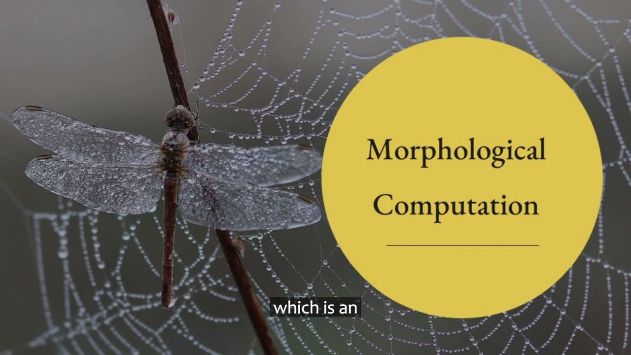 Arachnid Architects: Biomimicry Ideas In Spiders’ Web-Building. - YouTube