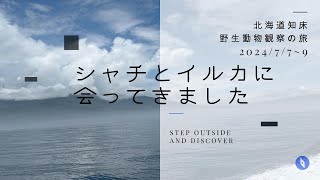 知床野生動物観察の旅①シャチとイルカに会ってきた