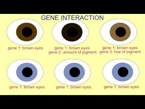 Eye Genetics Chart