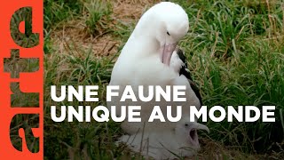 Nouvelle-Zélande, les animaux du bout du monde | GEO Reportage | ARTE Family