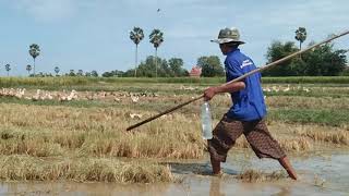 ទាសរ រឺទាក៏វែងមេពង ដេញបណ្តើរស្រូវ