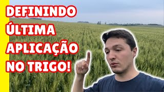 ÚLTIMA APLICAÇÃO DE FUNGICIDA NO TRIGO!! QUANDO OCORRE??