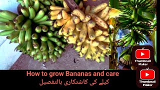 How to grow Banana plant