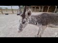 Checking in with reindeer Roger - Cannon Hall Farm