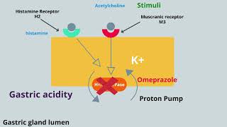 Omeprazole (proton pump inhibitor) mechanism of action , indications and risk factors.   #shorts