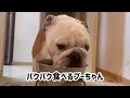 バクバクです🐶👌 ブルドッグ 犬のいる暮らし 癒し