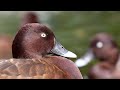 male hardhead aythya australis ♂ or white eyed duck männliche australische moorente 2