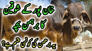 Slugger Brahman Bull in Khan Pur Pakistan | Cattle Market Karachi | Bakra Eid 2022