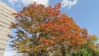 ビデオで見る札幌ウォーキングコース　大通公園　2016/10/26