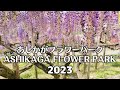 【4K】The Best of Wisteria Season at Ashikaga Flower Park | 2023 | Japan | Tochigi