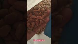 东北野生红松子风选后特别干净，水漏过时了【东北林区艾三】