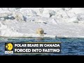 WION Climate Tracker: Polar bears in Canada forced into fasting due to receding ice | Latest News