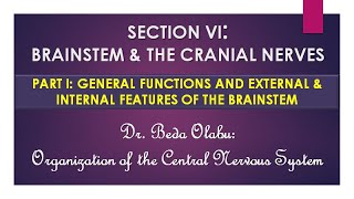 BRAINSTEM & CRANIAL NERVES PART I – MORPHOLOGY OF THE MIDBRAIN, PONS & MEDULLA OBLONGATA