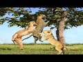 Download Lion attacks Leopard to capture The Prey, Best unexpected raids and battles In Mp4 3Gp Full HD Video