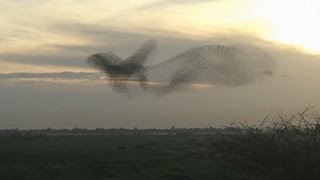 Raw: Murmuration of Starlings Paint Israeli Sky