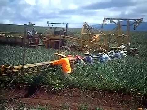 Pineapple Picking Youtube