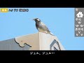 sub singing birds 49 species in japan species names are shown in the subtitles video for cat