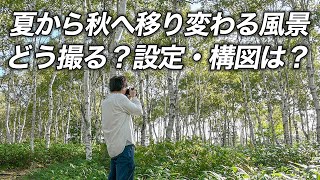 【風景写真】夏から秋へ移ろう森の風景を撮る！｜Landscape photography Japan