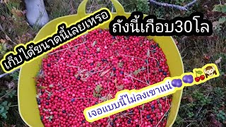 ep.216 วางตะกร้าเห็ดก่อน ลุยลูกแดงแป๊บ เขมรศรีเกษลุยป่านอร์เวย์🍒🍒🫐🫐