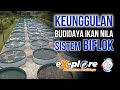 keunggulan budidaya ikan nila sistem bioflok