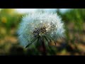 what does it mean if dandelions are growing in my yard are they trying to tell you something