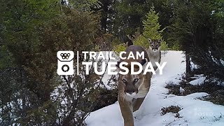 Two Wild Cougars Caught on Camera! | Trail Cam Tuesday