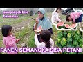 PANEN SEMANGKA SISA PETANI KAMPUNG GAK NYANGKA DAPAT SATU KARUNG