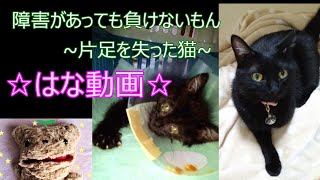 【保護猫】障害がっても負けないもん…片足を失った猫～はな動画～