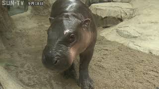 コビトカバがデビュー 神戸どうぶつ王国