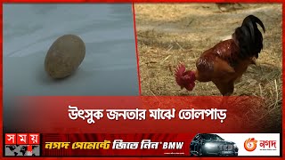 ডিম পাড়ছে মোরগ | Kurigram Rooster | Rooster Eggs | Kurigram News | Somoy TV