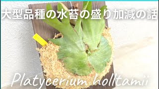 大型品種の水苔をどう盛るかのお話。ビカクシダ　ホルタミー　Platycerium Holltamii