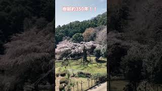 桜満開🌸長興山・紹太寺🌸しだれ桜　3月28日撮影　#shorts