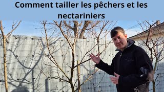 Comment tailler les pêchers et les nectariniers