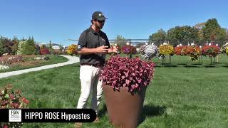 Dig Deep: Hippo Rose Hypoestes