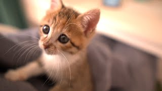 「抱っこして！」可愛い子猫姉妹を保護して3ヶ月が経ちました【猫の日】