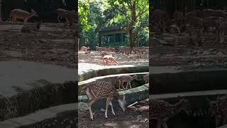 എടാ അളിയാ ഞാൻ ആണെങ്കില് ഒരു കാര്യം പറയട്ടെ 😂 #funny #zoo #tvm