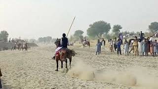 Marwari Horse riding video | animals video | animals video clip | animal video for kids #tentpegging