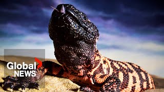 Ozempic: How a Canadian scientist and a venomous lizard paved way for popular diabetes drug